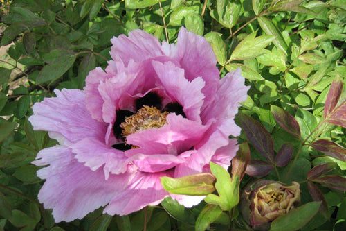 Chi Mẫu Đơn Bí Quyết Sức Khỏe từ Thảo Dược Tự Nhiên