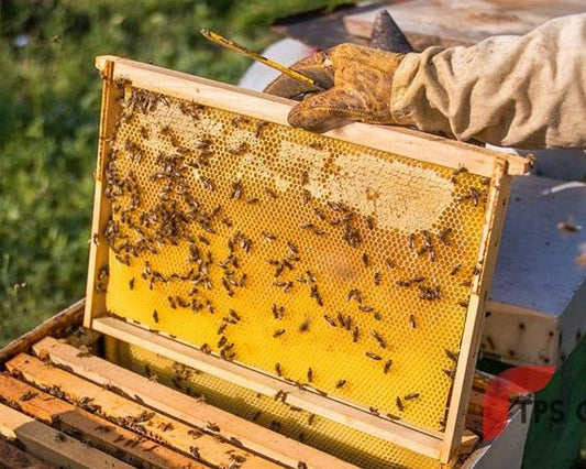 Hương Sơn Vùng Đất Miền Núi Trù Phú Với Nguồn Mật Ong Tự Nhiên Đặc Sắc